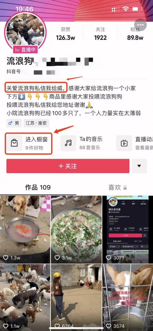 奇葩卖惨赚钱项目，靠流浪狗赚钱月入10万+可期