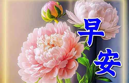 视频号早安祝福视频简单玩法!一天涨粉2000+,保姆式教程!