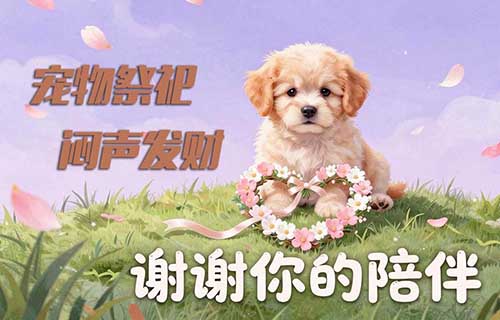 宠物祭祀，在小红书上有一门你不了解的发财生意
